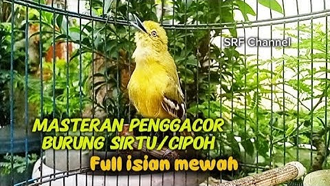 Masteran penggacor burung sirtu/cipoh full isian variasi mewah