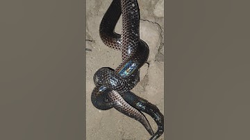 rắn hổ hành kết đôi #cobra #snake #rắnhổhành