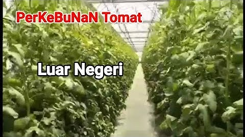 PERKEBUNAN TOMAT LUAR NEGERI||PERKEBUNAN MODERN(@TanjungTaduwatta )