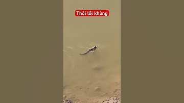 Cá thồi lồi khủng #cauca #fishing #duongbinhfishing