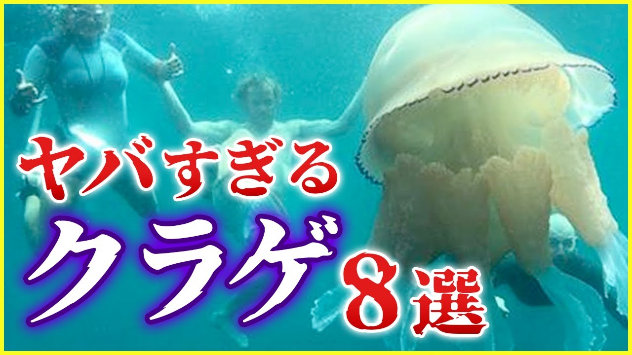 ゆっくり解説】超猛毒・世界最長・不老不死!? ヤバい特徴を持つ