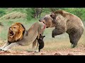 Amazing the ferocious mother bear rushes to attack lion to protect her baby  puma vs bear