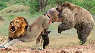 Amazing... The Ferocious Mother Bear Rushes To Attack Lion To Protect Her Baby - Puma Vs Bear