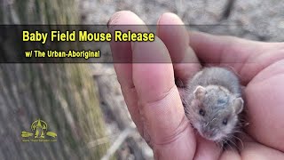 THE FIELD MICE 7inch ネオアコ SARAH s-l1200.jpg