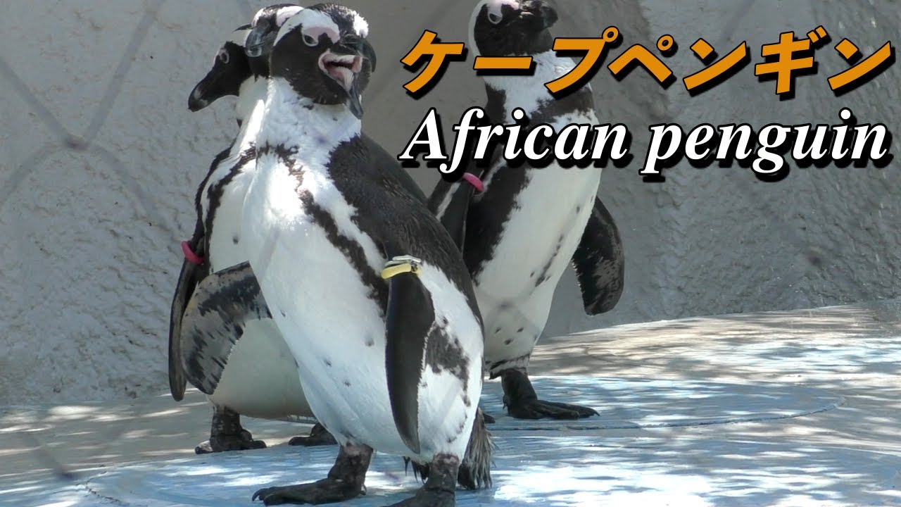 ペンギン ケープペンギンの生態 暑いアフリカの環境に生きるペンギン African Penguin Youtube