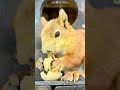 #mama #squirrel #animals #белка