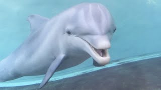 Celebrity Ember Interaction at Seaworld Orlando's dolphin nursery (11/17/22) Net Worth