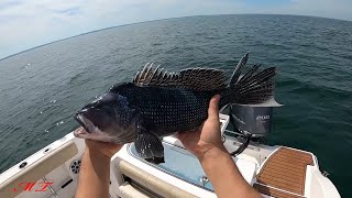 Catching Huge Black Sea Bass somewhere in Martha's Vineyard DIY