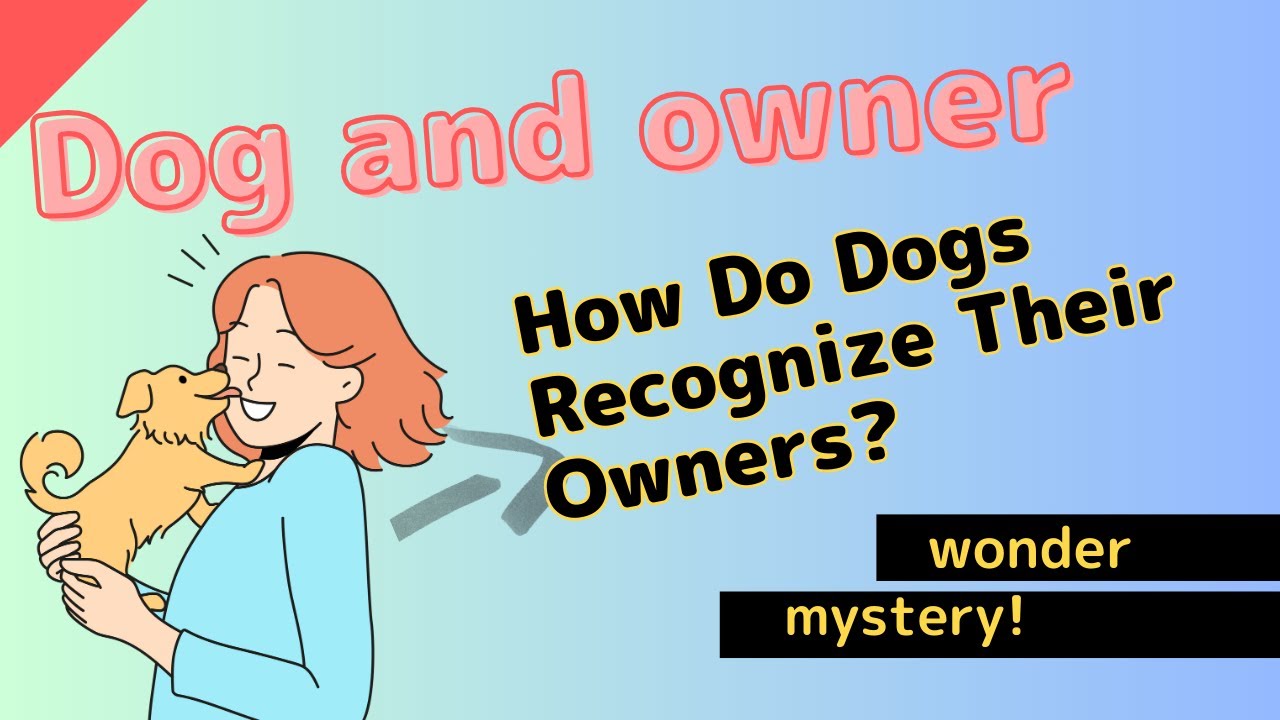 How do dogs recognize their owners? A detailed explanation of their