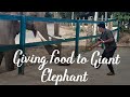 Giving food to giant Elephant - Sri Lanka