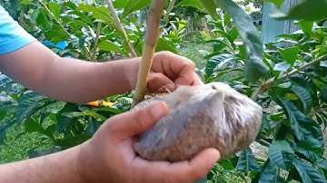 Air Layering or Marcotting || Performance Task 1 Final