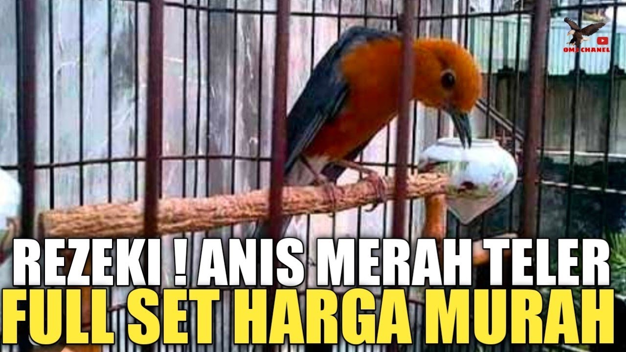 UPDATE HARGA ! ANIS MERAH TELER, FULL SET HARGA MURAH ! BUKTIKAN YouTube
