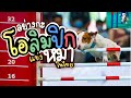 อุ๋งๆแข่งกีฬาสี(หมา)ครั้งแรก (เจอพี่ยอร์ช Gluta story) | Dog agility ที่งาน Pet expo Thailand 2020