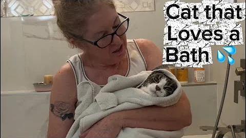 Video 9704351: mom cat bathing, cat bath water, cat loves bath