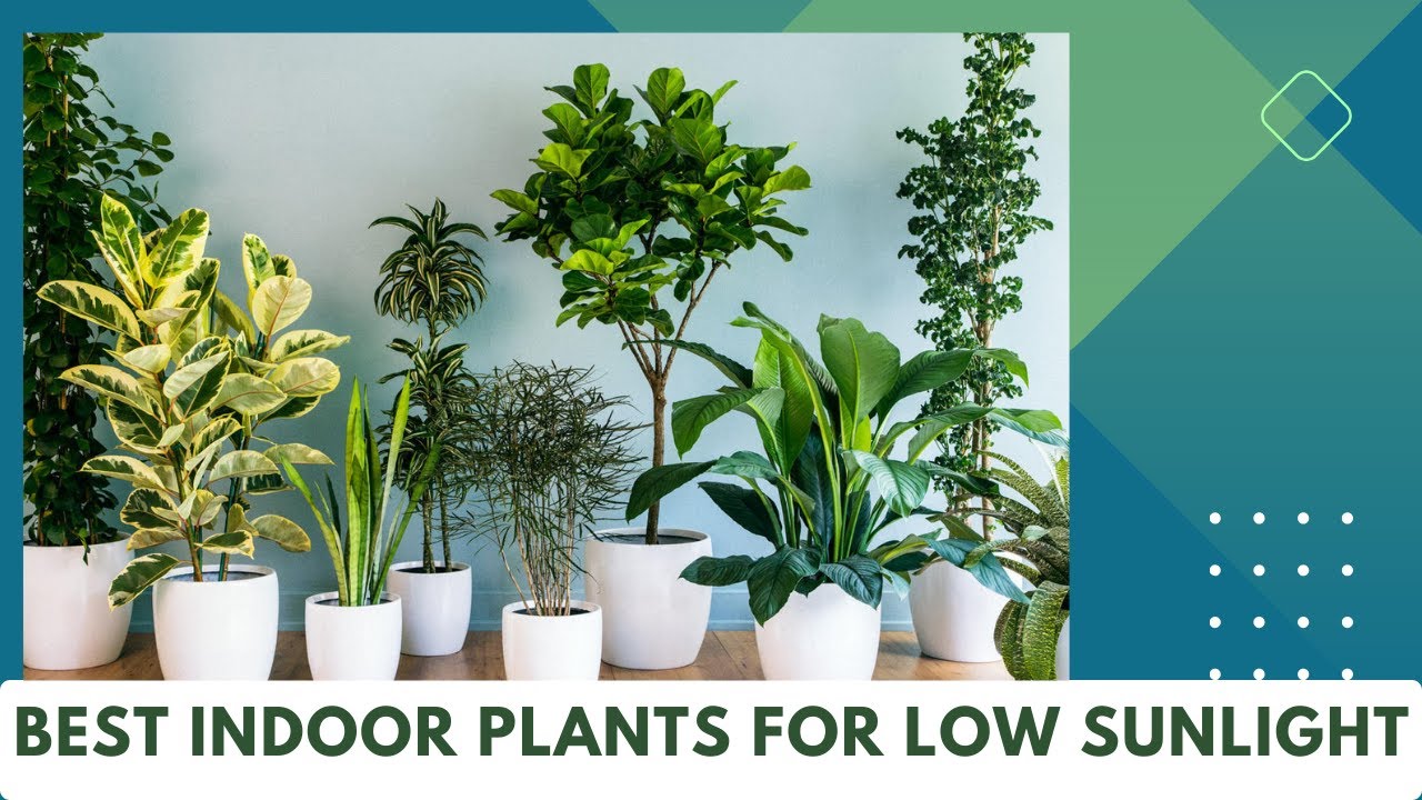 Best Indoor Plants | Low Light Indoor Plants - YouTube