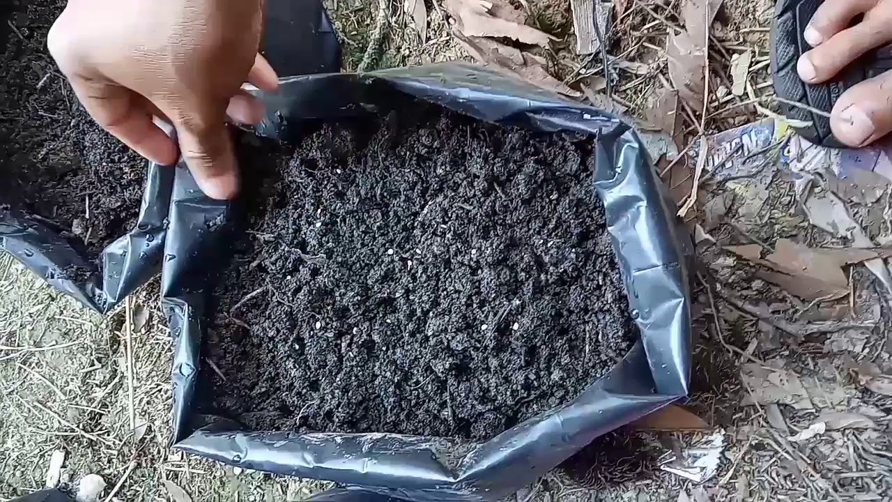 Cara budidaya tanaman tomat 