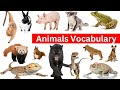 Animals Vocabulary In English | 80+ Animals Names In English With Pictures #animalsvocabulary
