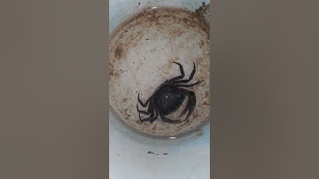 cận cảnh cua đồng lột xác