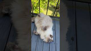 🐾 Just a fluffy cloud doing a little roll #cat #ragdolls