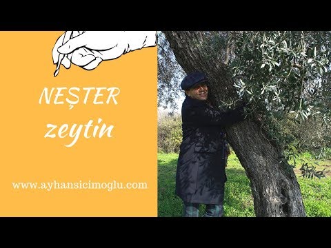 Download NEŞTER - ZEYTİN Mp3 and Video NEŞTER - ZEYTİN