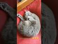 Кицюня #cat #cats #кот #котики #котик