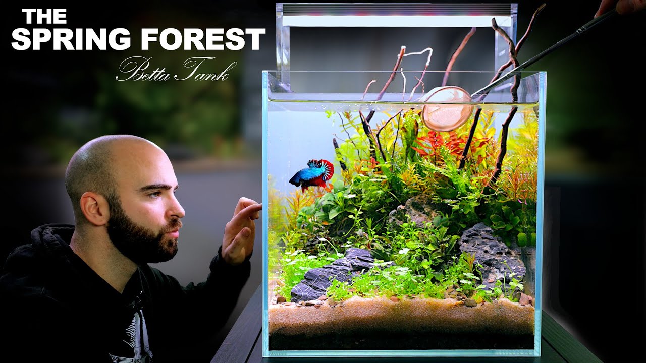 The Spring Forest: 30cm BETTA FISH Ecosystem Cube (NO FILTER