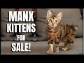 Manx Cat for Sale! の動画、YouTube動画。