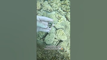 Compilation finding Hebrew cone shells 🤟🐚🔥 #shells #shell #seashells #seashell #hawaii