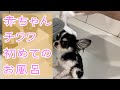 赤ちゃんチワワ 初めてのお風呂【ビビってます】