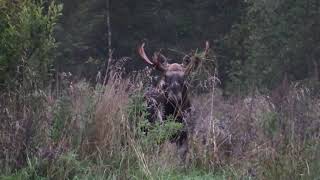 Хроники одного сезона охоты на лося на реву с луком и стрелами.