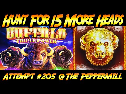 Hunt For 15 Gold Heads! Ep. #205, the Hunt Continues with Buffalo Triple Power at the Peppermill!