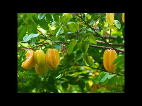 Vidéo: Entretien des caramboles en pot - Conseils pour faire pousser des caramboles dans des conteneurs