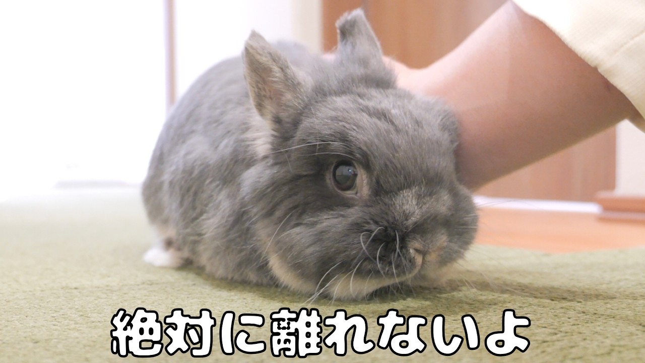 ウサギちゃん My rabbit follows me everywhere and won't leave my side【No.1922