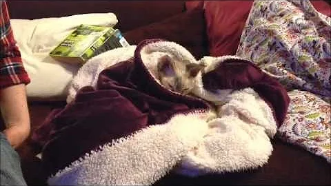 Video 3087381: devon rex girl, collection