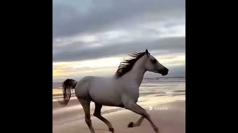 عبدالرحمن مسعد سورة النور