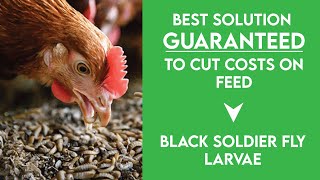 BEST CHEAP CHICKEN FEED  Black Soldier Fly Larvae