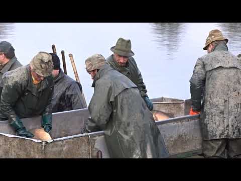 Video: Molekulare Signatur Selektiver MicroRNAs In Cyprinus Carpio (Linnaeus 1758): Ein Rechnerischer Ansatz