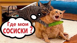 New Funny Animals 🐢 Funniest Cats and Dogs Videos 🐷🐈‍⬛ #25