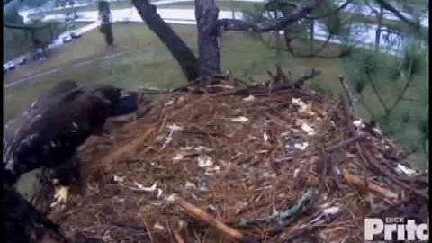 OZZIE AND HARRIET AND THE SOUTHWEST FLORIDA EAGLE ...