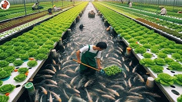 Trang Trại Thủy Canh Tự Động Kết Hợp Trồng Rau Nuôi Cá Quy Mô Lớn Tại Trung Quốc Có Gì Đặc Biệt?