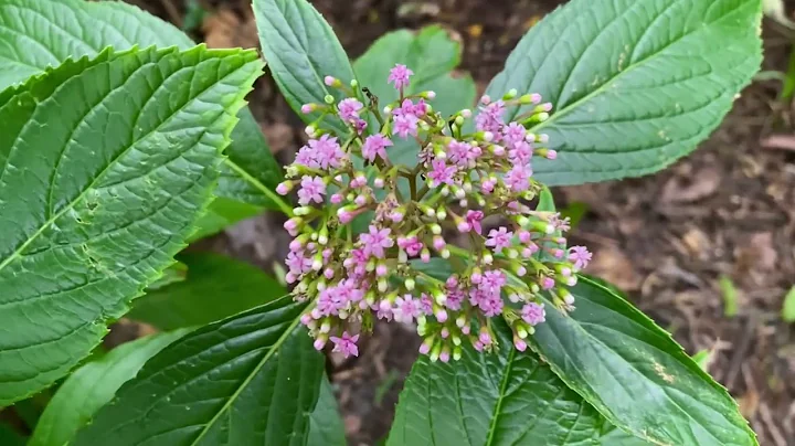 Gorwell Garden walk October 2022