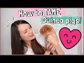 10 Guinea Pig Taming Techniques That Actually Work!