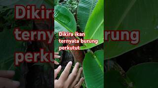 Download Lagu Burung mau bertelur ngumpet di semak semak.#shorts MP3