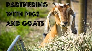 ABC acres: Farmer's Toolbox / Pig & Goat Partners  episode #075