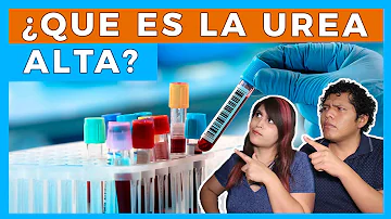 Qual é o saldo energético do Ciclo da Ureia?