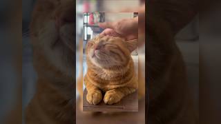        cat cute funny