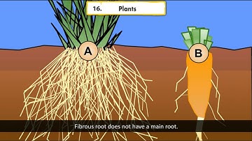 Ch 16 | EVS | Class 5 | Plants | For children