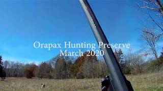 Hunting quail in Goochland Virginia German Short hair Orapax Hunting preserve