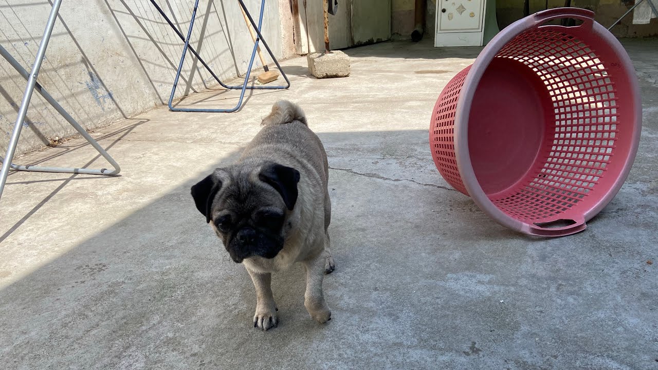Help Pug when your pug dog help you working home - cute puppies - YouTube
