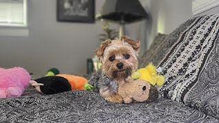видео: Забавное утро: важен только Герми🐶💕🎉 #смешныесобаки #милаясобака #йорки #времяигры #собака #смешн... картинка: Забавное утро: важен только Герми🐶💕🎉 #смешныесобаки #милаясобака #йорки #времяигры #собака #смешн...